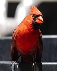 Male cardinals are brilliant red all over, with a reddish bill and black face immediately around the bill. Northern Cardinal Wikipedia