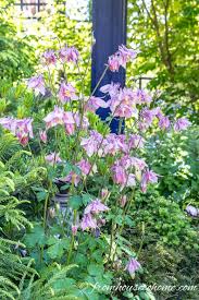 Explore our huge selection today! Hummingbird Plants 25 Of The Best Flowers That Attract Hummingbirds Gardening From House To Home Hummingbird Plants Flowers That Attract Hummingbirds How To Attract Hummingbirds
