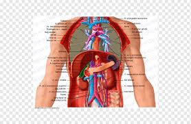 What is the difference and which viscera apply to which? Abdomen Organ Human Anatomy Thorax Others Hand Human Anatomy Png Pngwing