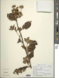 Image result for Blepharispermum pubescens