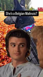 Meet Riley 🤍 A one-year-old Belgian Malinois with a brilliant mind and a  whole lot of potential. Riley is smart — like already plotting how to  outsmart the fence smart. She's potty