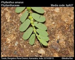 Image result for Phyllanthus fraternus