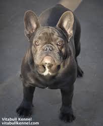 Meet zeus, one of our amazing french bulldog puppies for sale. French Bulldog Puppies From Europe Vitabull Kennel