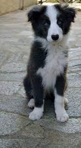 Border Collie Collie Puppies Collie Dog Collie
