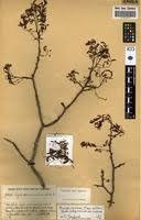 Image result for Rourea coccinea