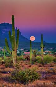 If you are able to plan ahead, which i am rarely able to do, you should observe several things before you start to move a cactus. Postcard Perfect Arizona Poster By Saija Lehtonen Nature Photography Beautiful Landscapes Beautiful Nature