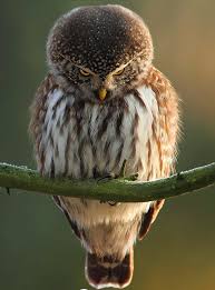 Sh On Twitter Animals Cute Animals Owl Pictures