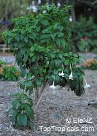 Image result for Turbina longiflora