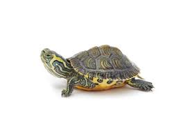 These can be placed in the water or clipped to the side of the tank with a suction cup clip sold in the fish department at the pet store. This Is The Breathtaking Painted Turtle Turtleholic