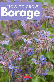 How And Why To Grow Borage When To Plant Garden Borage Container Gardening Vegetables