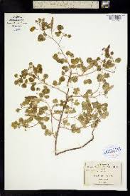 Image result for Chamaecrista absus