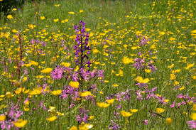 Image result for Scleria laxiflora