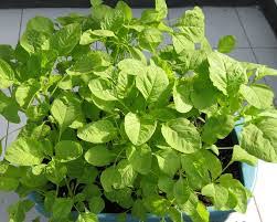 Selain itu, tomato, kekacang, bayam dan kentang juga mengalami kerosakan dengan adanya gas ozon di udara. Cara Mudah Tanam Sayur Bayam Dari Kebun2u Baja Organik Facebook