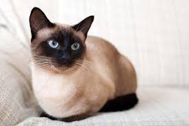 This makes grooming your cat a must on. Cat Illnesses Seven Popular Cat Breeds Their Common Health Problems Admiral Com