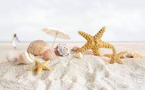Please contact us if you want to publish a seashell wallpaper on our site. 46 Free Seashell Wallpaper On Wallpapersafari