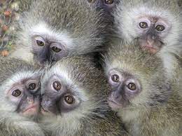 Cute Baby Vervet Monkeys Vervet Monkey Cute Animal Pictures Cute Animal Videos