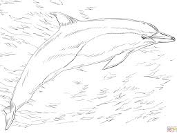 Hard Dolphin Coloring Pages Bing Images Dolphin Coloring Pages Coloring Pages Animal Coloring Pages