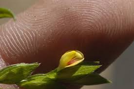 Image result for Zornia pratensis