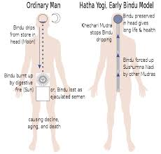 The encyclopedia of yoga poses. Hatha Yoga Wikiwand