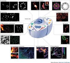 Fluorescence Nanoscopy In Cell Biology Nature Reviews Molecular Cell Biology