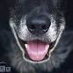 Puppy Einstein – 7:30pm Wednesday Series – Begins 9/25/24