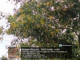 Image result for Acacia welwitschii