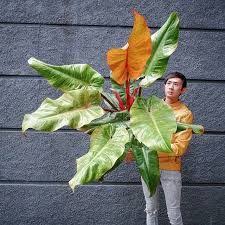 Philodendron Orange Marmalade Google Search In 2020