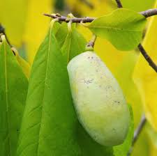 There are many recipes for it. The Aromatic Pawpaw Fruit Has A Tropical Flavor To Enjoy These Tasty Fruits From Your Own Garden Use The Informa Pawpaw Tree Paw Paw Tree Growing Fruit Trees