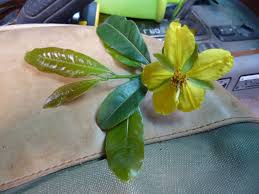 Image result for Ochna ovata
