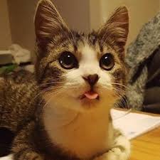 Ma Tete Quand Je Fais Semblant D Etre Serieuse Identifiez Vos Amis Qui Font Cette Tete Que L On Rigole Un Peu Bon Debut De In 2020 Cat Selfie Cat Lovers Cats