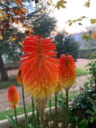 Image result for Kniphofia princeae
