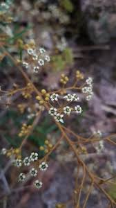 Image result for Aeschynomene multicaulis