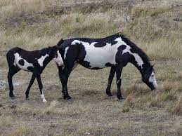 Among the horses, there was this one horse with the ability to make the heads turn regardless of the event they are in. Paint Horse Breed Profile