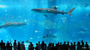 Berikut, kalian pasti tidak akan percaya dengan ukuran akuarium terbesar di dunia. 10 Akuarium Terbesar Dan Menakjubkan Di Dunia Mana Saja