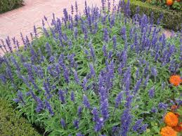 Image result for Salvia farinacea