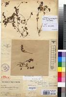 Image result for Pilea rivularis