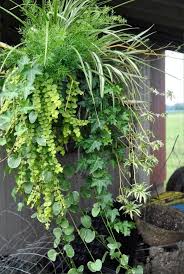 Porch Planter Ideas Flowers Spider Vines Hostas Garden Trees Grass Lawn Flowers Irrigation Landscaping Plants Hanging Plants Asparagus Fern