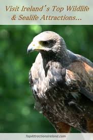 Irish Birds Of Prey Images Meet Irish Wildlife At Parks Centres Farms Or Take A Trip And Go Dolphin Or Whale Watching Best Of Ireland Wildlife Prey