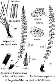 Image result for Asplenium trichomanes