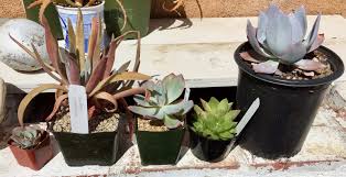 Our monthly meetings in norfolk, ma feature plant giveaways and educational series. Central Coast Cactus And Succulent Society Show 2017 Album On Imgur