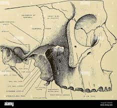 Image result for Maxillary Bone