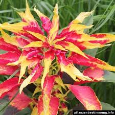 Amaranthus Tricolor Amaranthus Tri Color Flowers