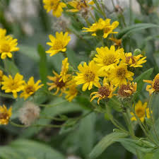 Qui peut vendre des plantes m?dicinales. Creer Un Jardin De Medicinales Ferme De Sainte Marthe