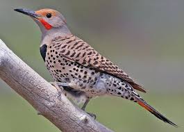Black And White Spotted Bird Ohio Spotlight On Ohio Birds Northern Flicker Ohio Birds Bird Species