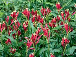 Image result for Loganiaceae