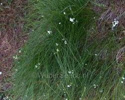 Image result for Agrostis products