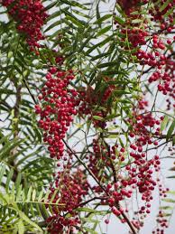 Image result for Schinus molle