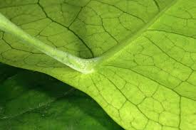 Image result for Heywoodia lucens