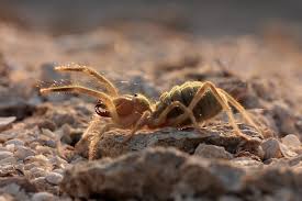 Most camel spiders hunt during the nighttime. Camel Spider Facts And Beyond Biology Dictionary