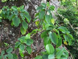 Image result for Gouania